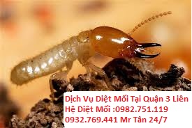 DỊCH VỤ DIỆT MỐI VÀ CÔN TRÙNG